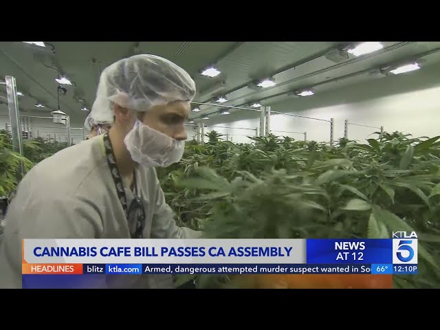 California’s cannabis cafe bill passes State Assembly