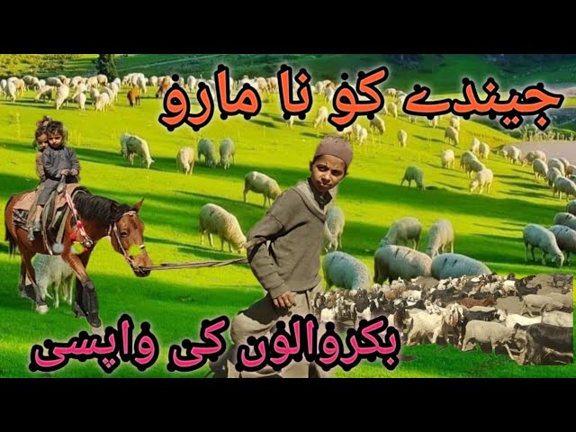 JINDE KO NA MARO❤//  WITH VIDEO SHEPHERD MIGRATION // NEW BAIT GOJRI 2020 //#BAKARWALS #SHEPHARD