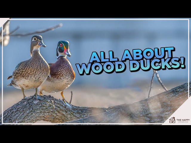 The Wood Duck Breed: Everything You Need to Know