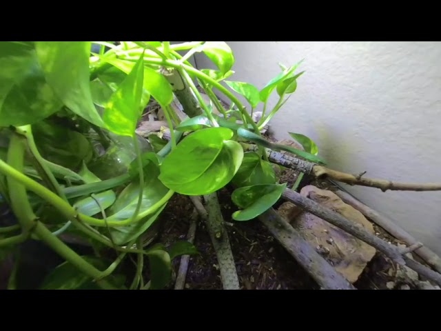 short video of our Florida rough green snake, Dasher. VR VR180