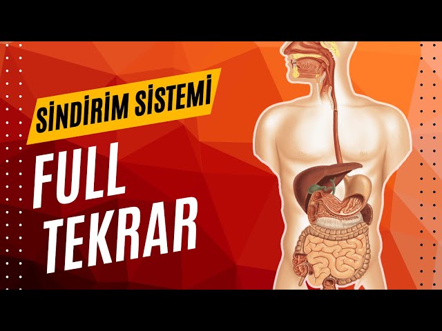 SİNDİRİM SİSTEMİ FULL TEKRAR AYT 2025