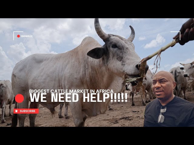 THIS IS KILLING THE CATTLE BUSINESS IN NIGERIA.