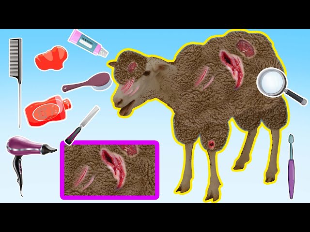 ASMR: Sheep Shaving - Disinfecting Wounds and Bathing Sheep | Animals Care Cartoon