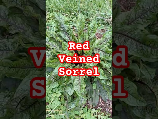 Red Veined Sorrel #garden #homesteadgarden #homestead