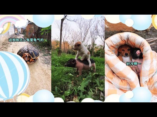 [Pastoral Life & Cute Pets] Zhu Bajie carries his wife on his back #cutepet #dog #pig