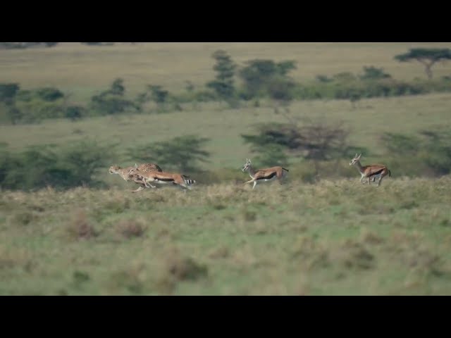 The world's fastest land mammal shows how to go fast. Kisaru has two big cups to feed. Masai Mara.