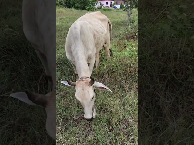 Daily Cow Feeding Routine on the Farm #reels #shorts #cow