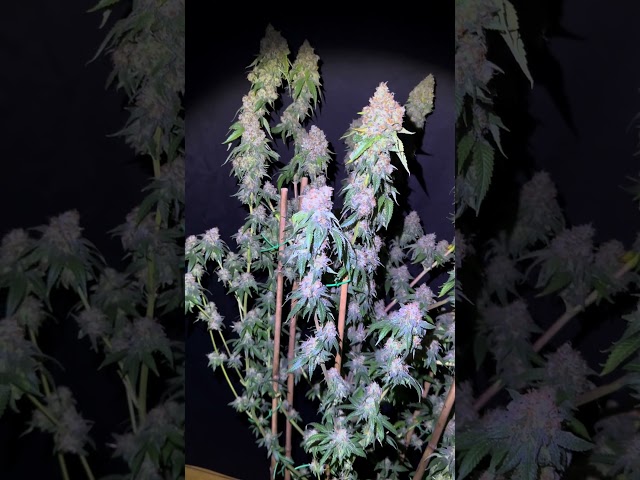 🍋 LemonPaya Feminized | Fast Buds | by cortezthekonqueror