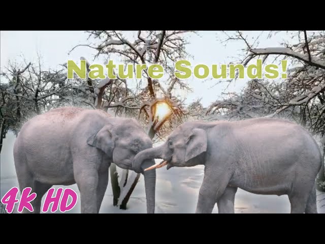 4K Natural Sound Forest with Bird Sound