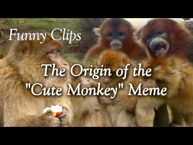 The Origin of the "Cute Monkey" Meme