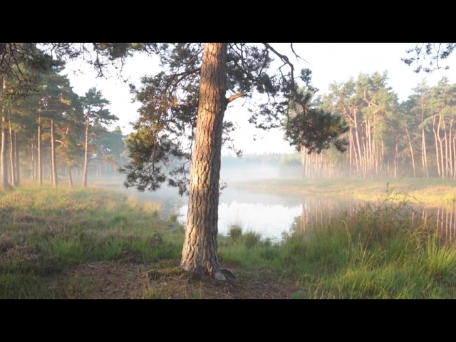 Beautiful forest