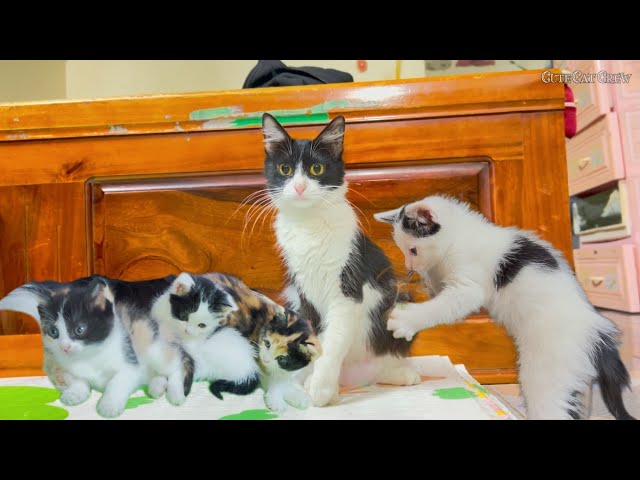 Adorable Kittens Having a Playtime Adventure! Cute Cat Crew