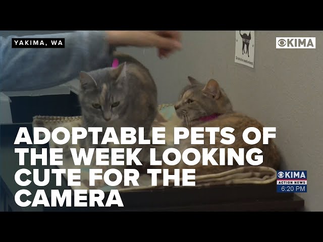 Adoptable Pets of the Week Looking Cute for the Camera