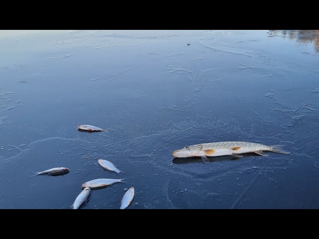 First ice. I'll catch some pikes./Первый лёд.Ловлю щук. #firstice #pike #largepike #catchingpike #🐟🦈