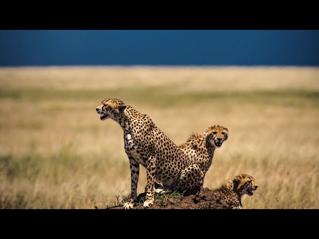 Close Encounters - Mother Cheetah and Six Young Cubs