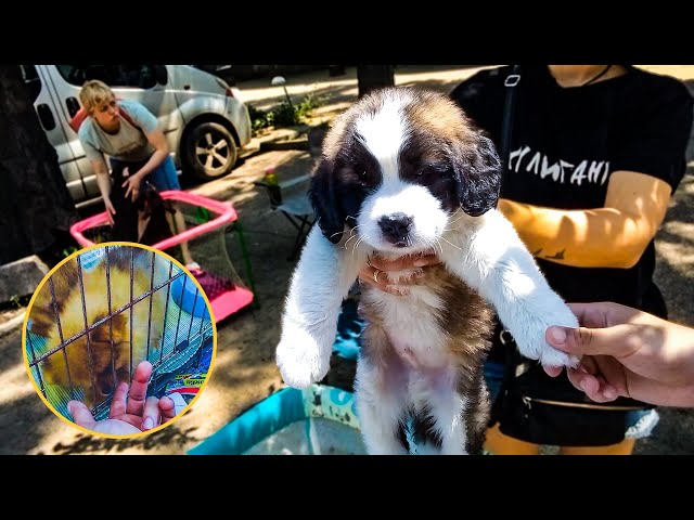 Inside the Secret World of Odessa's oldest Pet and Flea Market 🇺🇦