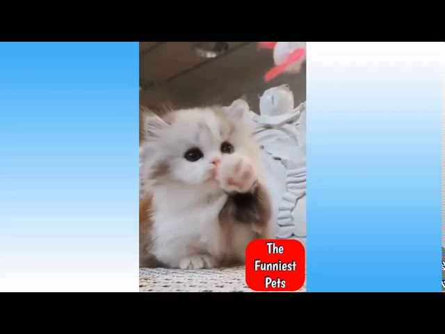 Cute Pets And Funny Animals Compilation #32