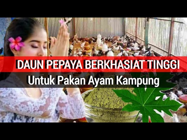 Cara Membuat Pakan Ayam Kampung dari Daun Pepaya