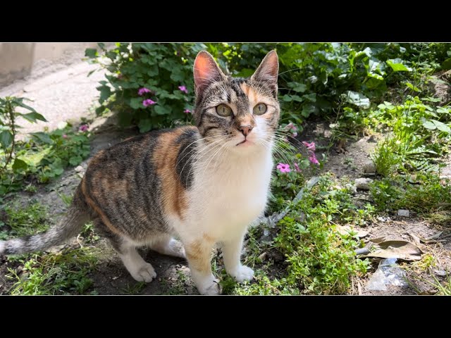 Cat lovers feeding stray cats on the street