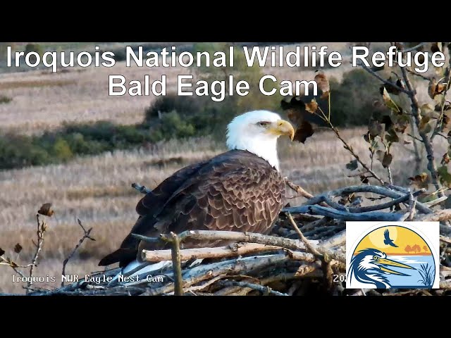 Iroquois National Wildlife Refuge Bald Eagle Camera