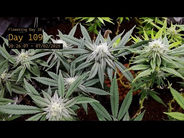 🍁 Day 29 Flowering | Live Cannabis Grow Stream | Indoor Cultivation & Plant Care