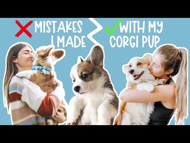 9 BIG Mistakes I Made With My Corgi Puppy | Everything I Wish I Knew Before I Got My Corgi Dog