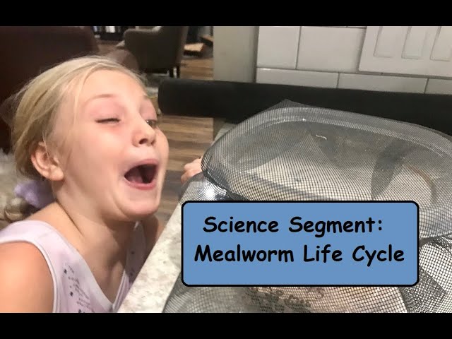 Science Segment: Mealworm Life Cycle