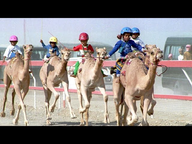 IT DOESN'T MAKE SENSE, CAMEL RACE WITH FANTASTIC PRIZES!!