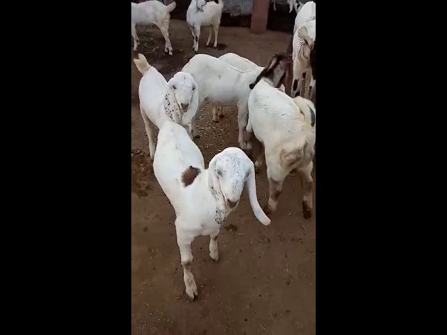 Rajasthani Bhed for Qurbani Sheep