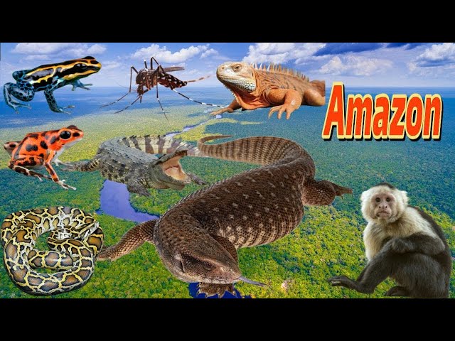 Amazon landscape and flora #animal #amazon #shorts