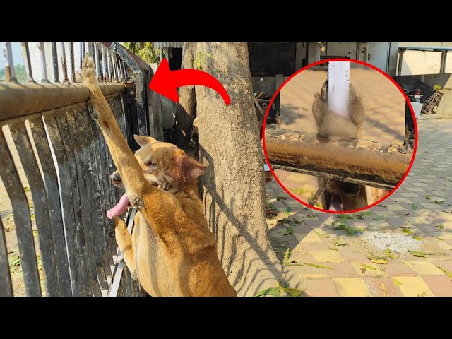 Shocking rescue of the dog's paw that was pierced by the gate's iron rod