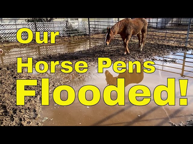 Preventing Paddock Flooding: Effective Strategies for Horse Owners | Bakersfield Horse Care Tips