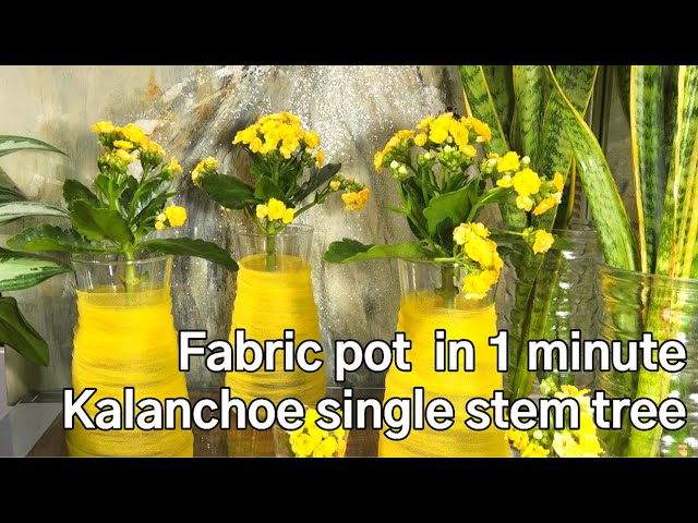 Easy & Fast Make Beautiful Pot In Minute At Home Without Sewing | How To Make Kalanchoe Single Stem