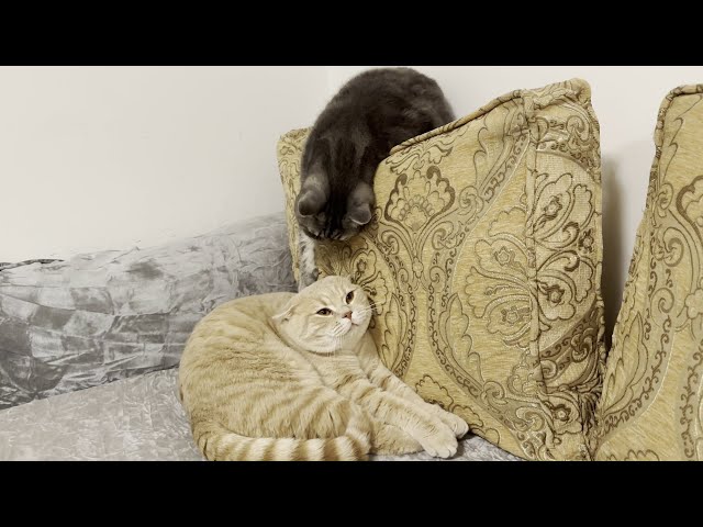 Cat Scratches Another Cats Head