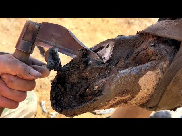 Black horse hoof is rotting,Crazy growth of 19cm!The farrier restores the hoof