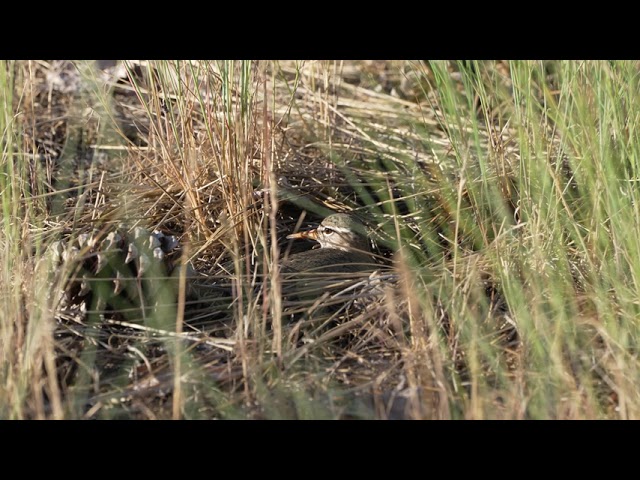 10 Minute Naturescapes: #6 Spotted Sandpiper on its Nest