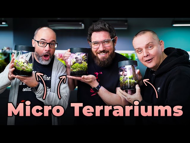 Easy Guide to Setting Up a Micro Terrarium