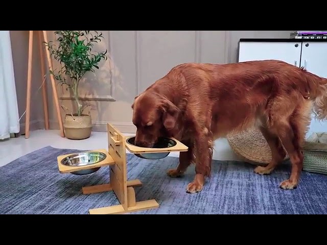 Pet Supplies  Elevated Dog Bowls