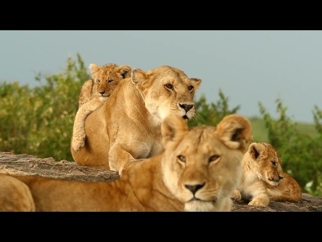 Watch Lion Cubs Unleash Their Playful Antics: A Wild Adventure Awaits!