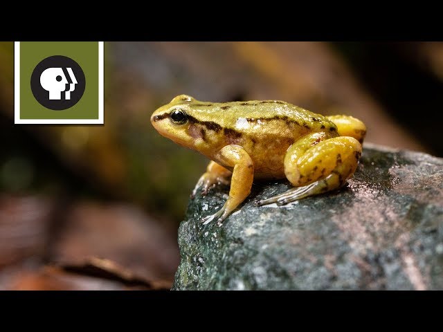 Meet one of the Rarest Frogs on Earth