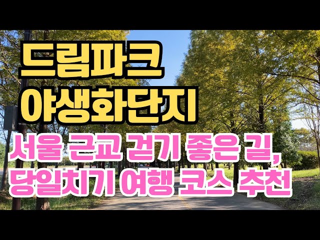 서울 근교 걷기 좋은 길, 당일치기 여행 코스 ㅣ대중교통으로 즐기는 인천 걷기 여행, 힐링 산책 코스 ㅣ가족 나들이와 데이트 코스로 좋은 드림파크 야생화단지