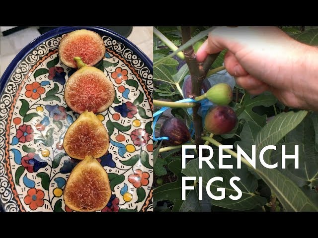 Ronde de Bordeaux Fig from FRANCE