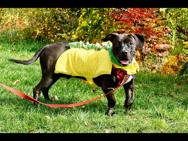 Halloween Dog Costume Photo Shoot with PAW October 2023 3D 180 VR