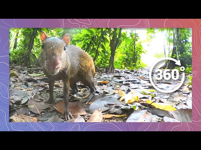 An Agouti and a Coati Walk into the Forest | Wildlife in 360 VR