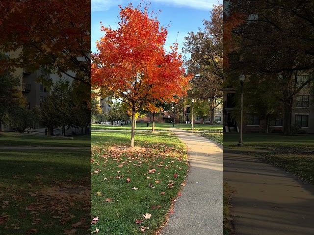 Hidden Gem! A Beautiful Park in Columbus, Ohio You Must See #columbusohio #naturelovers #parkscenery