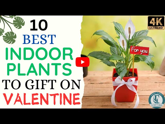 Give the Gift of Green: Top 10 Plants for Valentine’s Day 🌱💘 | Plants From Heart to Home.🌱💚💝