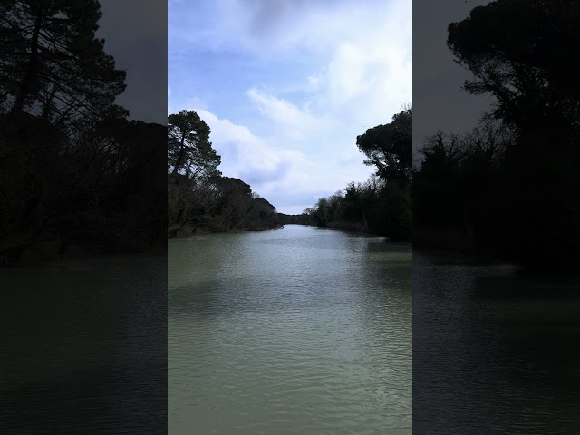 Peace. A Gentle River Flowing with Birdsong 🦜 #nature #naturelovers