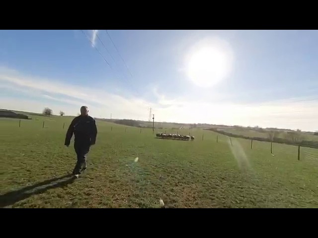 Sheepdog separates sheep