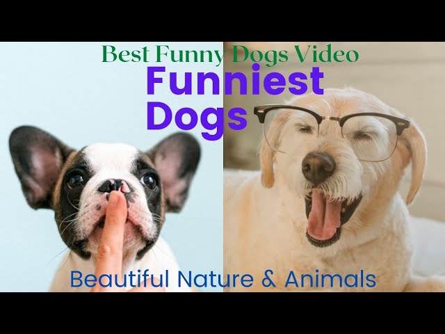 #funnydog #funnydogs #cutedog Funniest Dogs - Best Of The 2021 Funny Dogs Videos #1