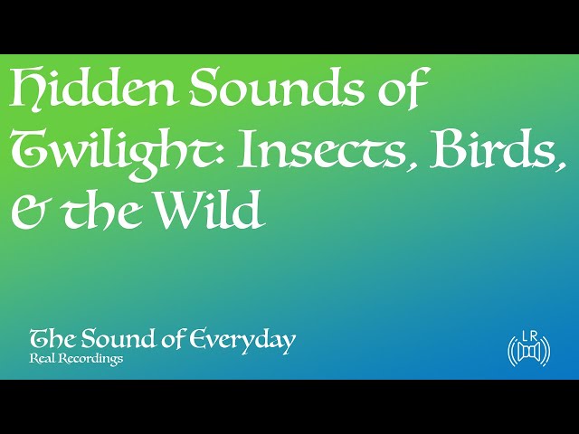 Hidden Sounds of Twilight: Insects, Birds, & the Wild (Audio only) - Relaxing Nature Sound